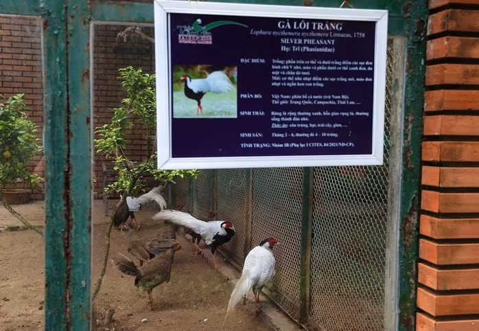 Không chỉ gà lôi trắng, các loài chim thuộc họ công, trĩ tại đây cũng được kiểm tra chuồng trại, số lượng và sức khỏe định kỳ