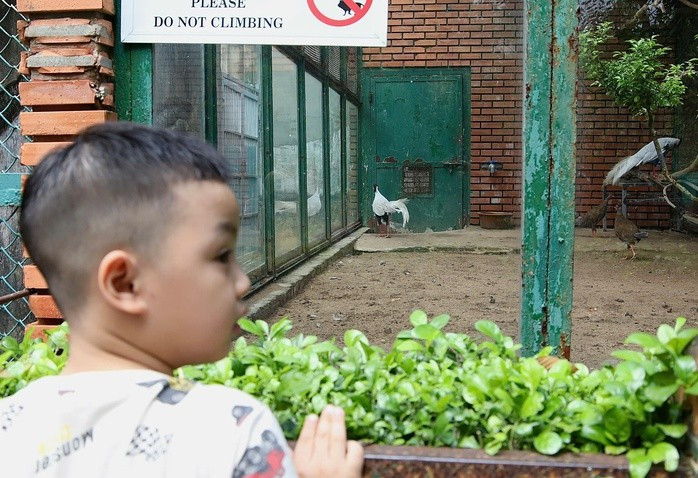 Hiện tại, Thảo Cầm Viên chỉ để hai cặp gà lôi trắng tham gia sinh sản. Chúng được nuôi trong chuồng riêng, có ổ đẻ để thuận tiện chăm sóc