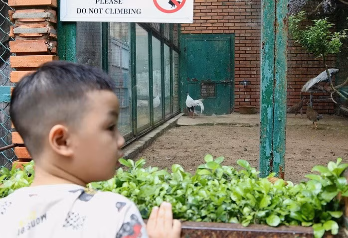 Hiện tại, Thảo Cầm Viên chỉ để hai cặp gà lôi trắng tham gia sinh sản. Chúng được nuôi trong chuồng riêng, có ổ đẻ để thuận tiện chăm sóc