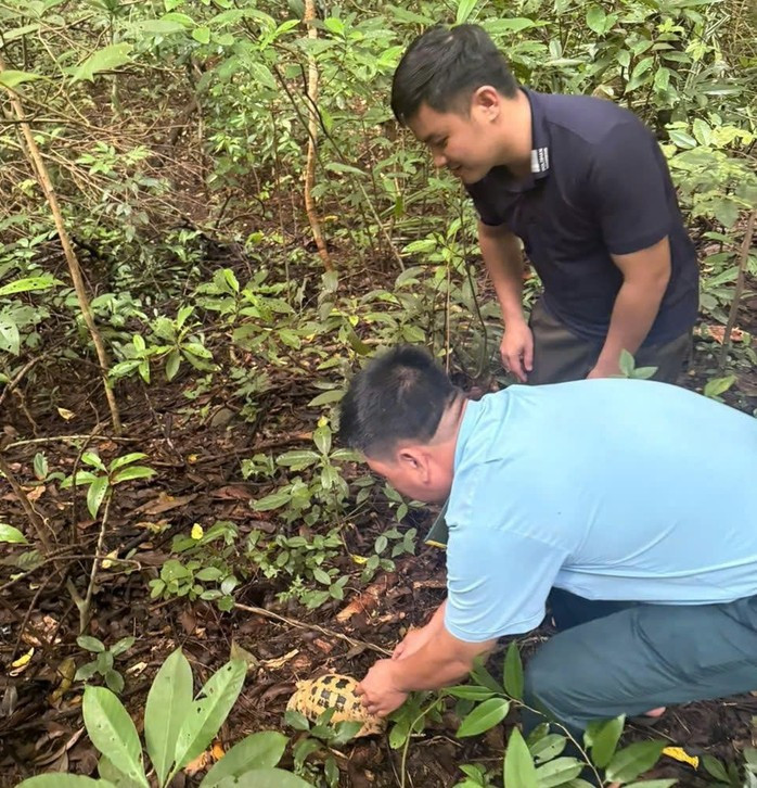 Lực lượng chức năng thả rùa núi vàng về với môi trường tự nhiên