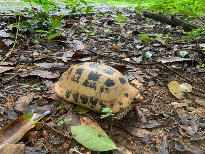 Rùa núi vàng được phát hiện và bàn giao để thả về rừng tự nhiên