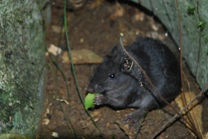 Theo các nhà khoa học, chuột đá Trường Sơn là loài đặc hữu, hiện chỉ được biết đến ở một số khu vực núi đá vôi thuộc dãy Trường Sơn, nằm trong lãnh thổ Việt Nam và Lào.