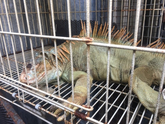 Một con rồng Nam Mỹ bị nuôi nhốt trái phép.