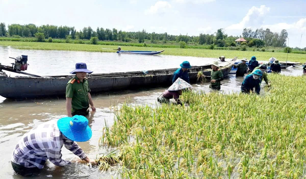 Việc xuất hiện các hiện tượng thủy văn nguy hiểm buộc xã Hưng Điền huy động lực lượng giúp dân cắt lúa chạy lũ. Ảnh: T.Đ Việc xuất hiện các hiện tượng thủy văn nguy hiểm buộc xã Hưng Điền huy động lực lượng giúp dân cắt lúa chạy lũ. Ảnh: T.Đ