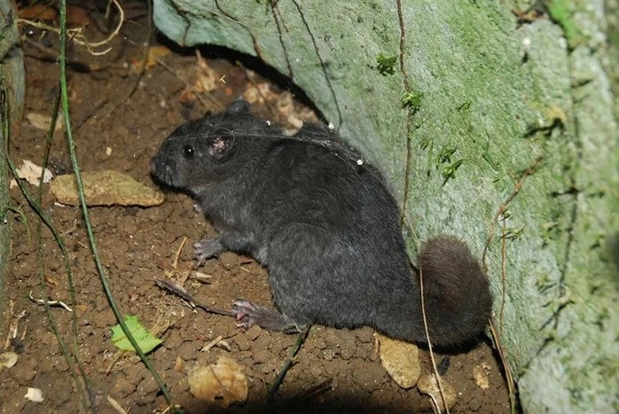 Việc ghi nhận chuột đá Trường Sơn ngoài tự nhiên là một phát hiện chấn động trong giới khoa học, khẳng định tầm quan trọng của các phân khu bảo vệ nghiêm ngặt và đặt ra trách nhiệm lớn hơn cho công tác bảo tồn trong bối cảnh sinh cảnh bị thu hẹp và biến đổi khí hậu ngày càng nghiêm trọng