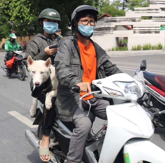 Chủ nuôi chó, mèo có trách nhiệm khai báo việc nuôi chó, mèo với UBND cấp xã