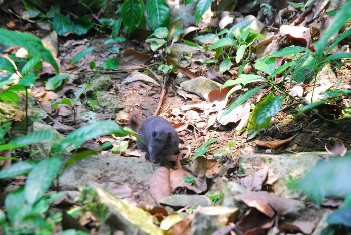 Việc ghi nhận hình ảnh sinh vật sống trong tự nhiên giúp làm rõ thêm về hành vi sinh học, vùng sinh cảnh cũng như khả năng tồn tại của loài.