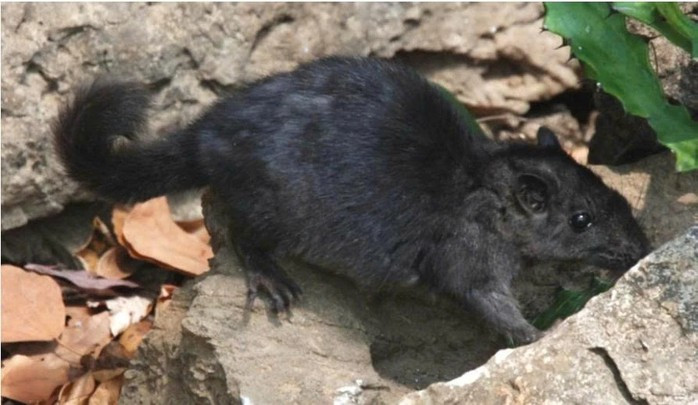 Loài này có đặc điểm hình thái đặc biệt, kết hợp giữa các đặc trưng nguyên thủy và hiện đại. Cá thể trưởng thành có thân hình nhỏ, mõm dài, lông màu xám đen, thích nghi với môi trường núi đá vôi.