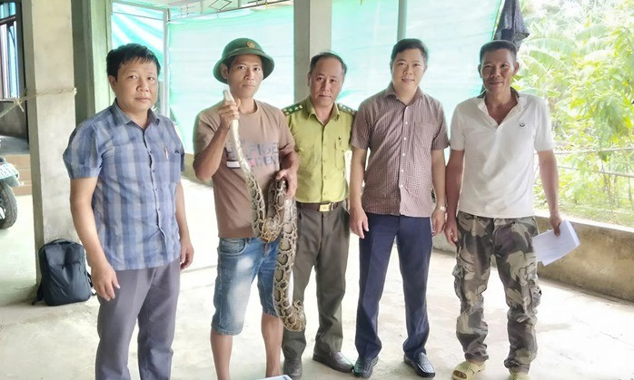 Cá thể trăn đất được bàn giao cho Trung tâm Cứu hộ, bảo tồn và phát triển sinh vật (Vườn Quốc gia Phong Nha-Kẻ Bàng)