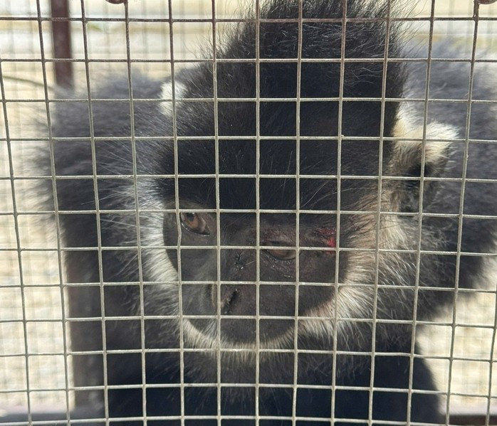 Con voọc đen Hà Tĩnh thường xuyên xuống khu dân cư Nam Ba Đồn (Quảng Trị) tấn công người dân đã bị bắt giữ.