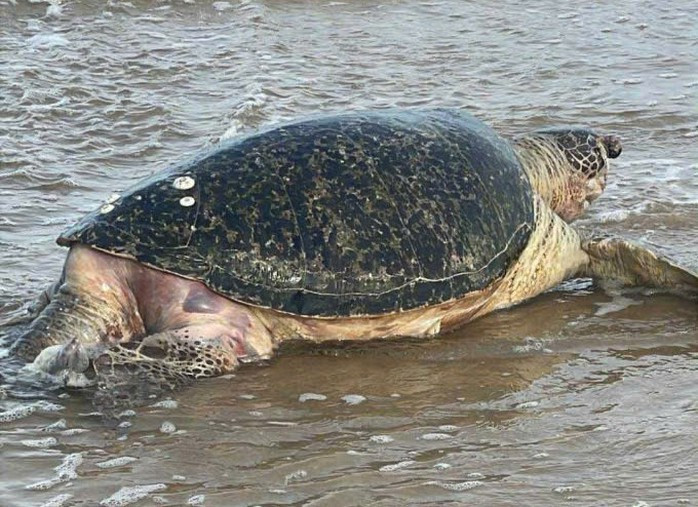 Rùa biển lụy vào bờ biển Mũi Né. Ảnh: Anh Cúc