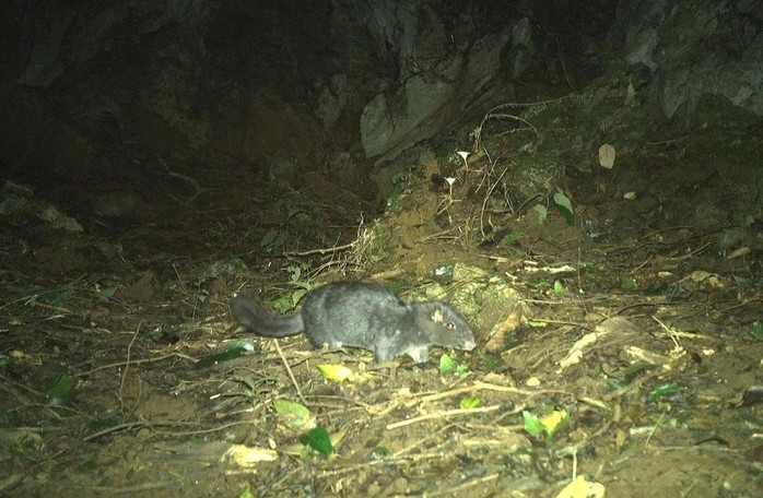 Những hình ảnh này không chỉ xác nhận sự tồn tại của loài, mà còn mở rộng vùng phân bố tự nhiên, với các ghi nhận mới tại các phân khu của vườn.