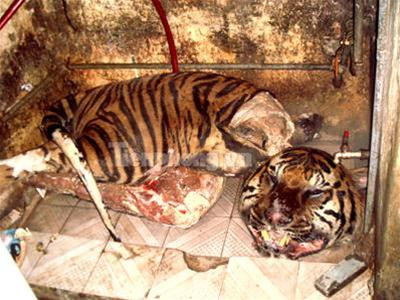 Cảnh xẻ thịt nấu cao hổ tại nhà 103b, B5, Tập thể Thanh Xuân Bắc, Hà Nội. Đây là vụ xẻ thịt, nấu cao hổ đầu tiên bị bắt quả tang tại Thủ đô ngày 4/9/2007. Ảnh : Phạm Tuyên.