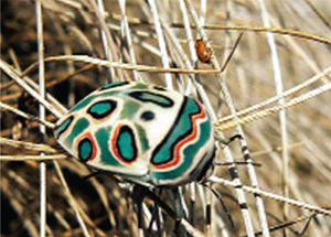 Bọ cánh cứng vừa được phát hiện tại vùng rừng núi Mabu. Bọ cánh cứng vừa được phát hiện tại vùng rừng núi Mabu.