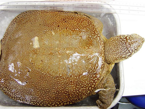 Tiêu bản rùa Rafetus swinhoei chụp tại bảo tàng Luân Đôn Ảnh do GS Hà Đình Đức cung cấp