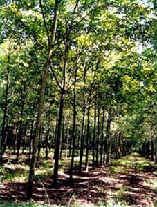 Người nước ngoài được giao rừng với điều kiện phải liên doanh với một tổ chức kinh tế trong nước.