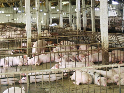 Một góc trang trai chăn nuôi