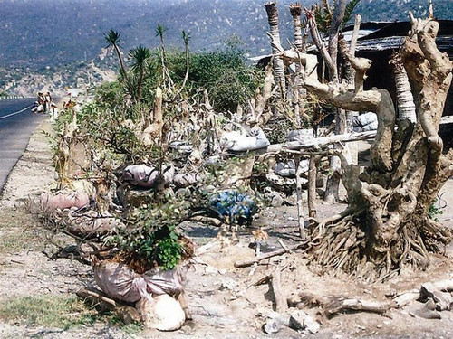 Cây rừng bán bên quốc lộ 1A tại xã Vĩnh Tân