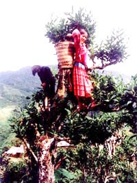 Hái chè shan tuyết. Ảnh minh họa Hái chè shan tuyết. Ảnh minh họa