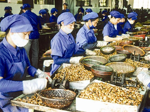 Mặc dù thiếu nguyên liệu sản xuất nhưng các DN chế biến, xuất khẩu điều Việt Nam vẫn phải bán tháo nhân điều với giá rẻ.