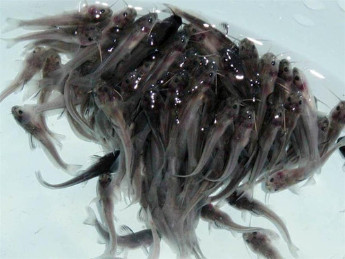 Giống cá Lăng được ương thành công tại Viện Nghiên cứu nuôi trồng thủy sản