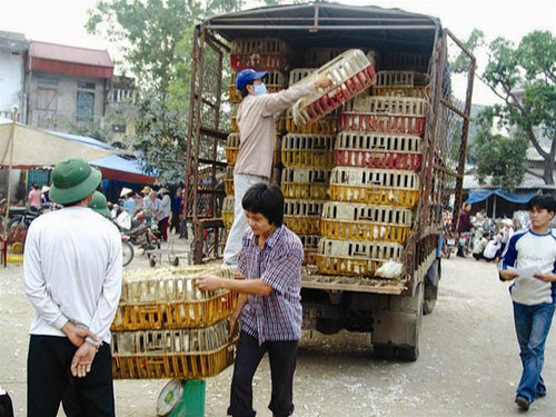 Mỗi ngày có hàng chục xe tải chở gia cầm từ các tỉnh Nghệ An, Bắc Giang, Lạng Sơn… về chợ Hà Vỹ Ảnh: NN