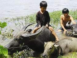 Một cảnh trong phim "Mùa len trâu" Một cảnh trong phim "Mùa len trâu"