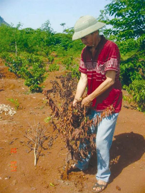 Cà phê chết, công nhân đành gạt nước mắt nhổ bỏ