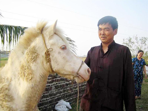 Ông Nguyễn Văn Quang khoe ngựa bạch