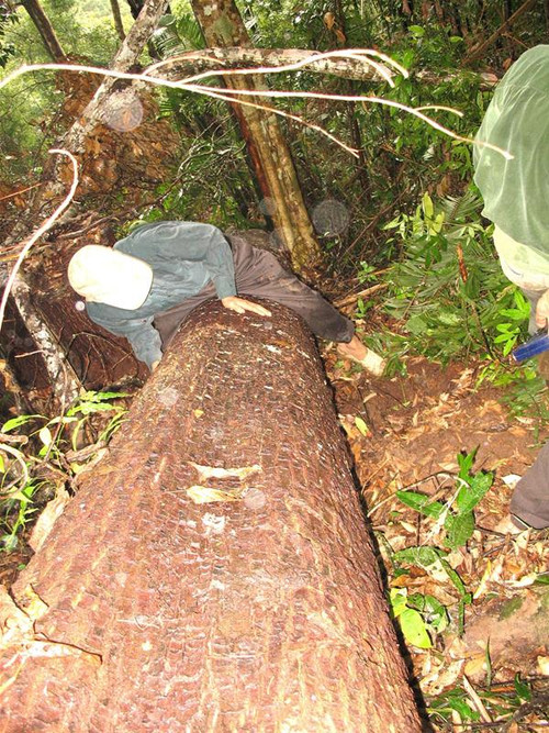 Những cây sến người ôm không xuể bị chặt hạ