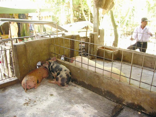 Những con heo bị bệnh của anh Huỳnh Văn Phương chuẩn bị tiêu hủy chiều 24/1