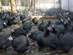 Giống gà Sao Hungary Giống gà Sao Hungary