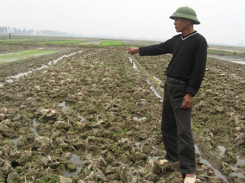 Anh Nguyễn Đình Tỵ: “Đành ở nhà bám mấy sào ruộng sống qua ngày”