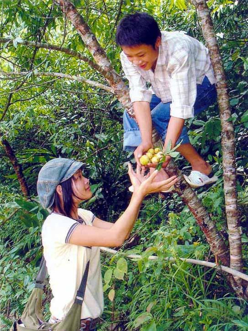 Khách đến nhà, tự trèo hái những trái đào muộn