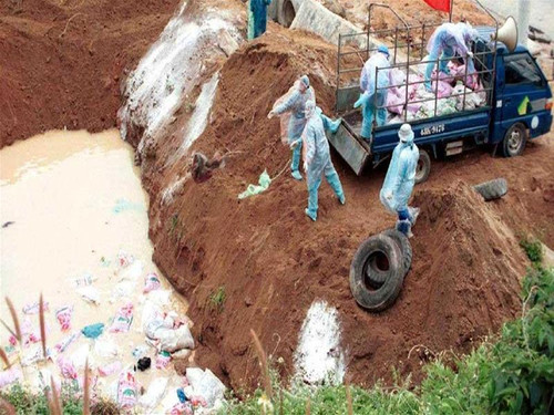 Tiêu hủy gia cầm Tiêu hủy gia cầm