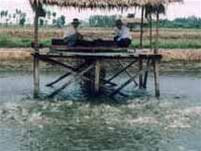 Ao nuôi cá của ông Trường