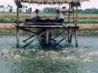 Ao nuôi cá của ông Trường