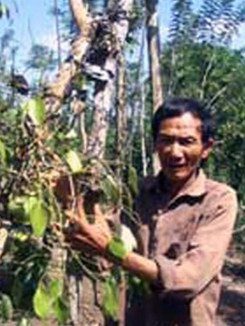 Ông Nguyễn Trung bên vườn tiêu bị bệnh “chết nhanh, chết chậm”