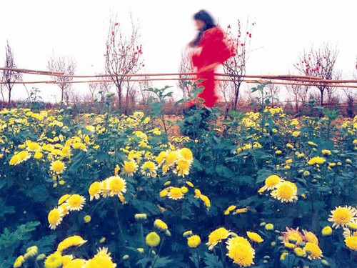 Đào Nhật Tân còn, mất? ảnh 1