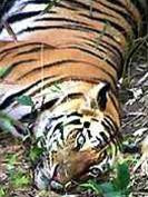 Những cuộc hạ sát thế này diễn ra trong rừng thẳm và rất ít khi kiểm lâm ngăn chặn được