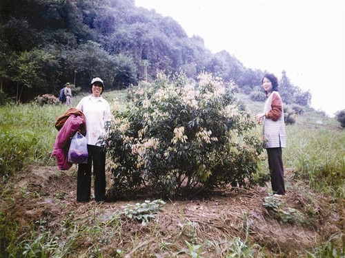 Bà Lương Kim Loan (trái) bên cây vải Thanh Hà mang ra từ đất liền Bà Lương Kim Loan (trái) bên cây vải Thanh Hà mang ra từ đất liền