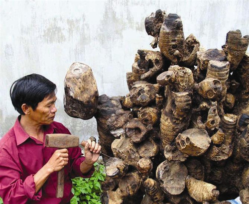 Hòn non bộ đang được hoàn thiện từ gốc tre