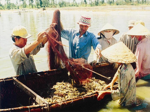 Thu hoạch tôm sú ở một hộ dân xã Triệu An. Ảnh: Hồng Hoá - TTXVN