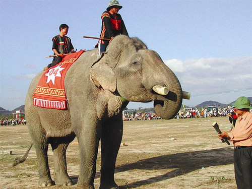 Ở Đăk Lăk hiện chỉ còn gần 60 con voi