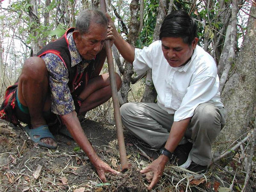 Ama Kông dặn dò: Thuốc quý gần mất giống rồi, phải trồng thành vườn cho con cháu nhé! Ama Kông dặn dò: Thuốc quý gần mất giống rồi, phải trồng thành vườn cho con cháu nhé!