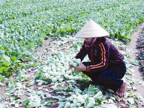 Chị Tiến ở Tây Tựu (Từ Liêm, Hà Nội) đang gắng thu hoạch cải chíp, dù giá chỉ còn 300 đồng/ kg. Ảnh: Đỗ Hợp