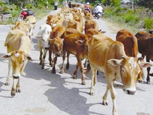 Bò lậu được đưa vào VN qua đường tiểu ngạch (ảnh minh họa) Bò lậu được đưa vào VN qua đường tiểu ngạch (ảnh minh họa)