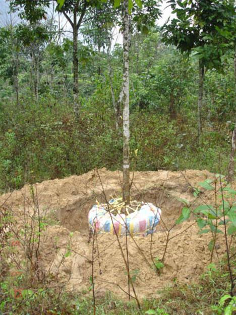 Những cây được khai thác bài bản tại rừng và được trồng tại Trung tâm Những cây được khai thác bài bản tại rừng và được trồng tại Trung tâm