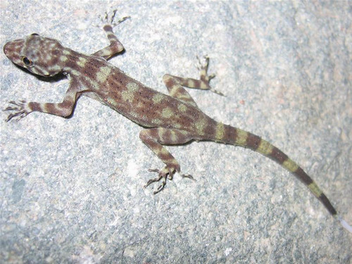 Thằn lằn người tròn đuôi trắng Thằn lằn người tròn đuôi trắng