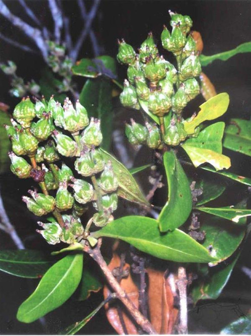 Quả Sồi 3 cạnh